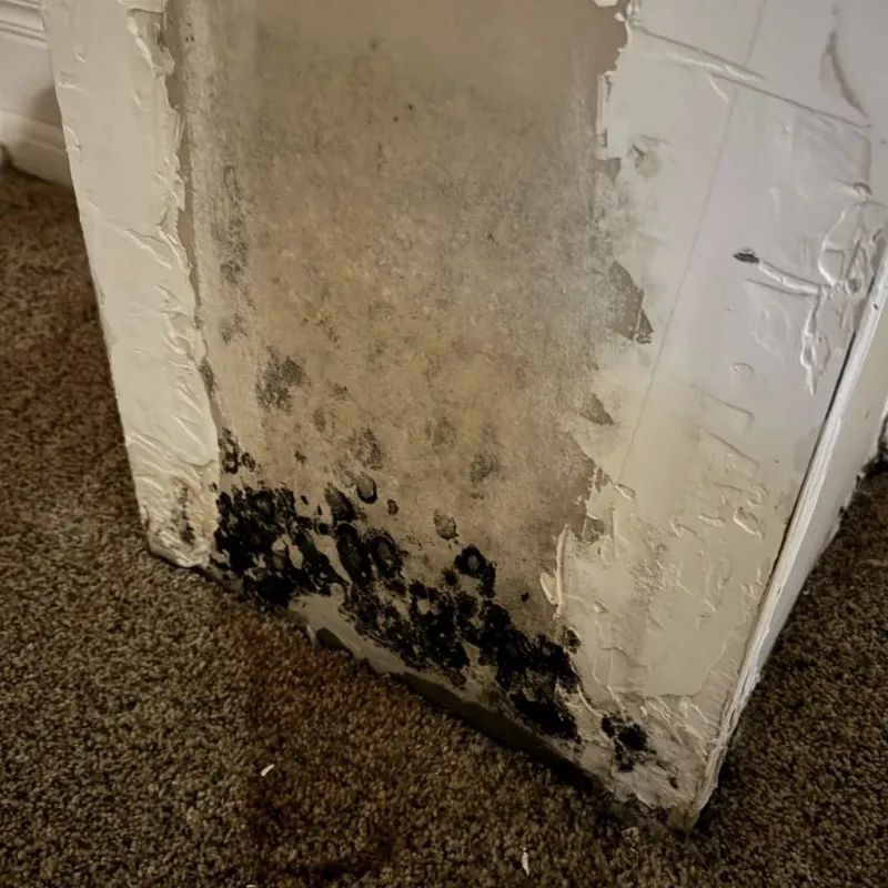 Professional Mold Removal in Gray County, KS
